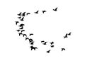 Greater white-fronted goose wedge in flight. Vector silhouette a flock of birds