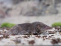 Greater white-toothed shrew (Crocidura russula)