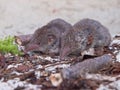 Greater white-toothed shrew (Crocidura russula)