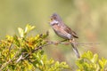 Greater Whitethroat Warbler Singing on Perch