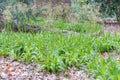 Greater wood-rush Luzula sylvatica, flowering grass plants