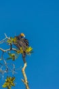 Greater yellow-headed or forest vulture Cathartes melambrotus sits on top of a tree in the jungle and looks out for prey. It is