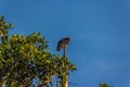 Greater yellow-headed or forest vulture Cathartes melambrotus sits on top of a tree in the jungle and looks out for prey. It is