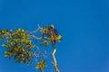 Greater yellow-headed or forest vulture Cathartes melambrotus sits on top of a tree in the jungle and looks out for prey. It is