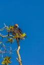 Greater yellow-headed or forest vulture Cathartes melambrotus sits on top of a tree in the jungle and looks out for prey. It is