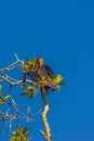 Greater yellow-headed vulture Cathartes melambrotus sits on top of a tree in the jungle and looks out for prey