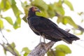 Greater yellow-Headed Vulture (Cathartes melambrotus)