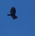 Greater Yellow-headed Vulture on flight