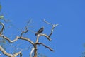 Greater Yellow Headed Vulture in a rainforest tree