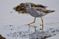 Greater yellow legs strides through shallow water