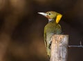 Greater yellow nape woodpecker