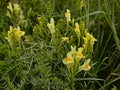 Greater Yellow-rattle flowers - Rhinanthus angustifolius Royalty Free Stock Photo