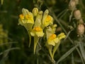 Greater Yellow-rattle flowers - Rhinanthus angustifolius Royalty Free Stock Photo