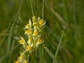 Greater Yellow-rattle - Rhinanthus angustifolius. Royalty Free Stock Photo