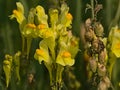 Greater Yellow-rattle flowers - Rhinanthus angustifolius Royalty Free Stock Photo