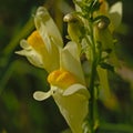 Macro of a Greater Yellow-rattle flower detail - Rhinanthus angustifolius. Royalty Free Stock Photo