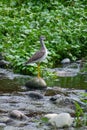 Greater yellowleg perched atop a rocky outcropping near the shoreline of a serene lake.