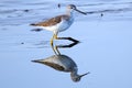 Greater Yellowlegs