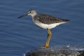 Greater Yellowlegs Royalty Free Stock Photo