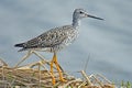 Greater Yellowlegs Royalty Free Stock Photo