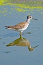 Greater Yellowlegs