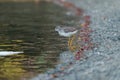 Greater Yellowlegs feeding at seaside