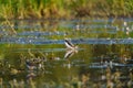 Greater Yellowlegs feeding at wetland swamp Royalty Free Stock Photo