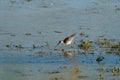 Greater Yellowlegs feeding at wetland swamp Royalty Free Stock Photo