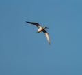 Greater Yellowlegs flying in the sky