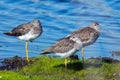 Greater Yellowlegs