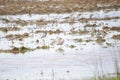 Greater Yellowlegs and Long-Billed Dowitchers Foraging Royalty Free Stock Photo