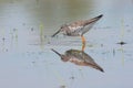 Greater Yellowlegs Reflections Royalty Free Stock Photo