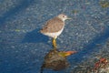 Greater Yellowlegs resting at seaside