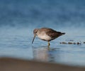 Greater Yellowlegs resting at seaside