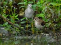 Greater Yellowlegs and Solitary Sandpiper Royalty Free Stock Photo