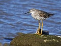 Greater Yellowlegs Royalty Free Stock Photo