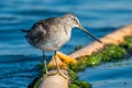 Greater Yellowlegs stands on industrial baffle