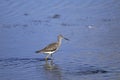 Greater yellowlegs, tringa melanoleuca Royalty Free Stock Photo