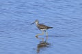 Greater yellowlegs, tringa melanoleuca