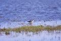 Greater Yellowlegs 822094