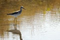 Greater Yellowlegs - Tringa melanoleuca