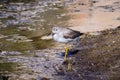 Greater Yellowlegs (Tringa melanoleuca) looking for food on the shallow and muddy water of Barker Dam, Joshua Tree National Park, Royalty Free Stock Photo