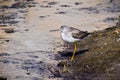 Greater Yellowlegs (Tringa melanoleuca) looking for food on the shallow and muddy water of Barker Dam, Joshua Tree National Park, Royalty Free Stock Photo