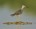 Greater Yellowlegs (Tringa Melanoleuca)