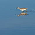 Greater Yellowlegs Royalty Free Stock Photo