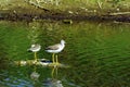 Lesser Yellowlegs 14335 Royalty Free Stock Photo