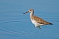 Greater Yellowlegs Royalty Free Stock Photo