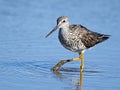 Greater Yellowlegs