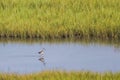 Greater Yellowlegs wild bird Tringa melanoleuca