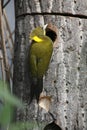 Greater yellownape